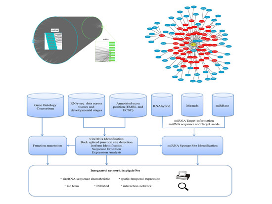 chinese scientists uncovered the molecular mechanism of circrna regulating porcine meat production research update institute of animal science of caas
