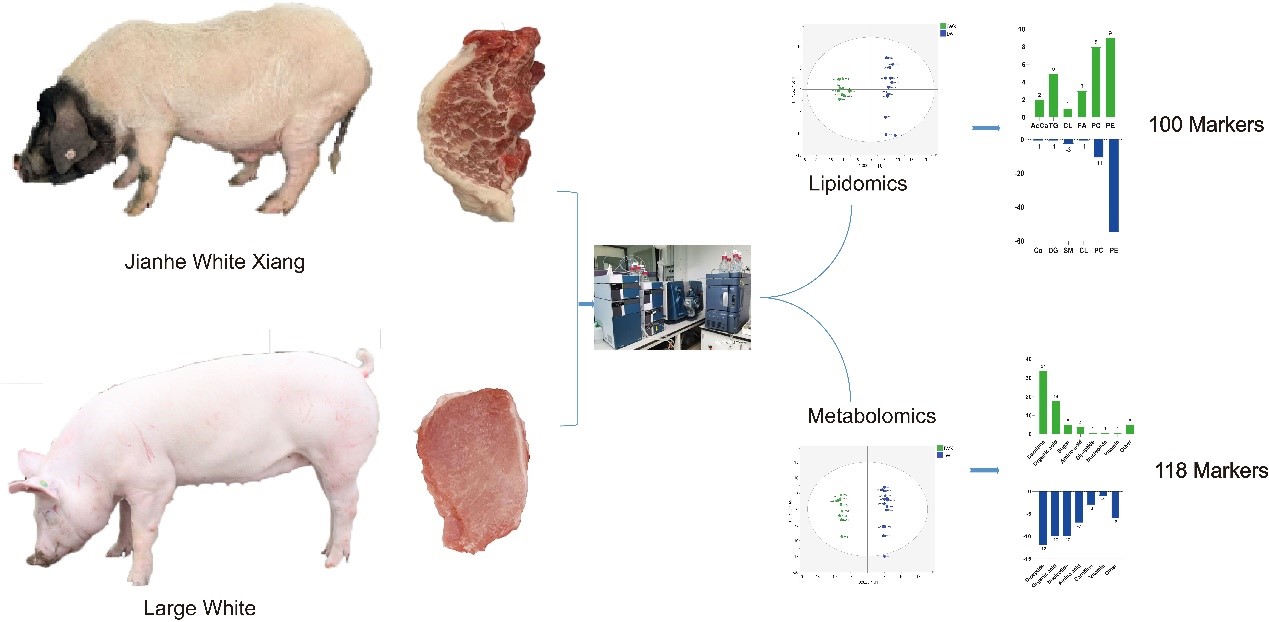 猪遗传育种创新团队解析了中国香猪肉的代谢组特征