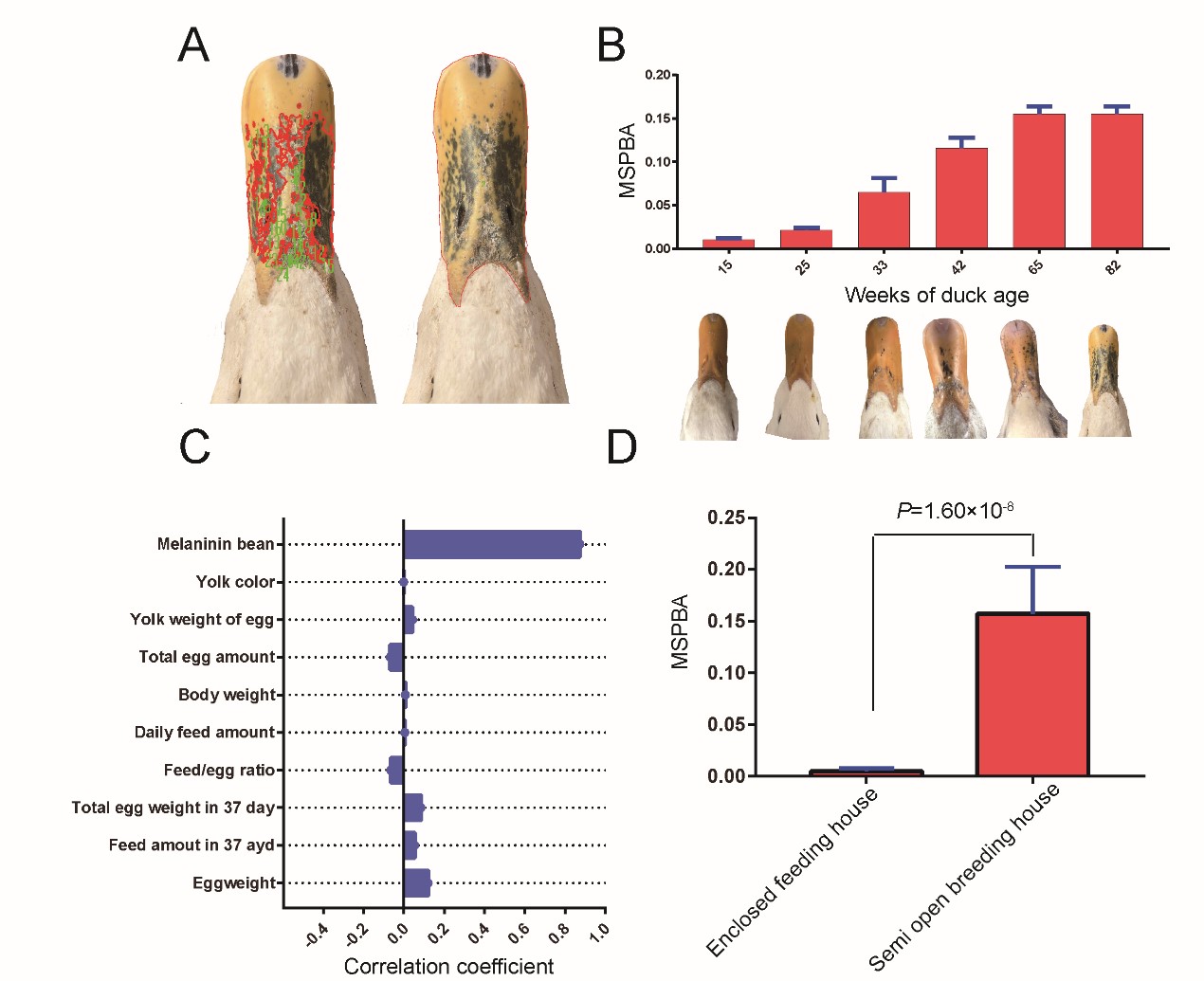 水禽育种与营养创新团队揭示鸭喙部皮肤色斑累积的遗传机制