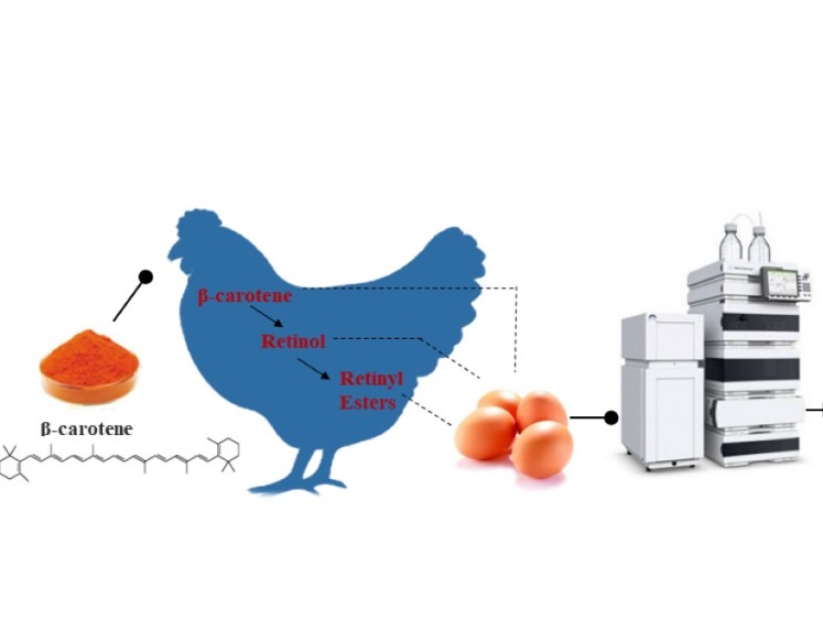 优质功能畜产品创新团队揭示β-胡萝卜素在蛋黄中的沉积与转化规律