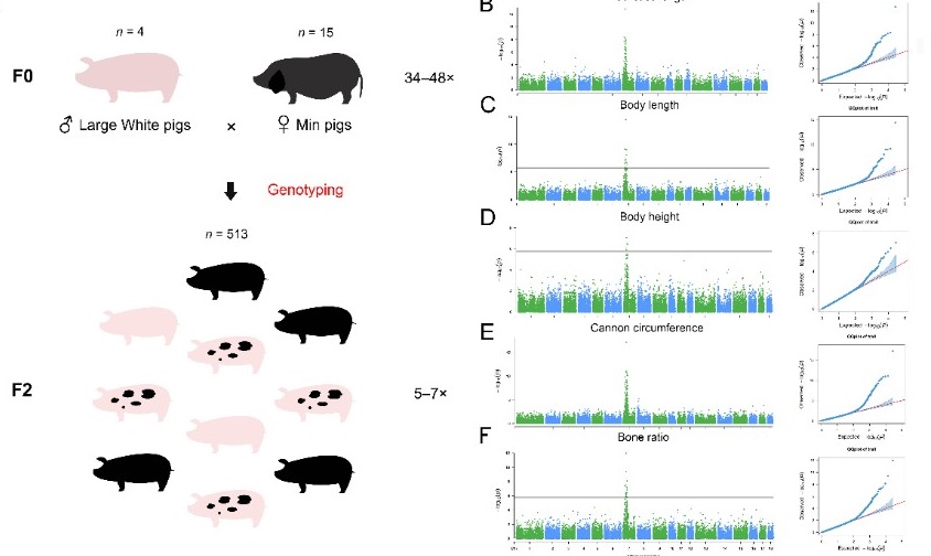 猪遗传育种科技创新团队研究获得高质量猪基因组结构变异图谱