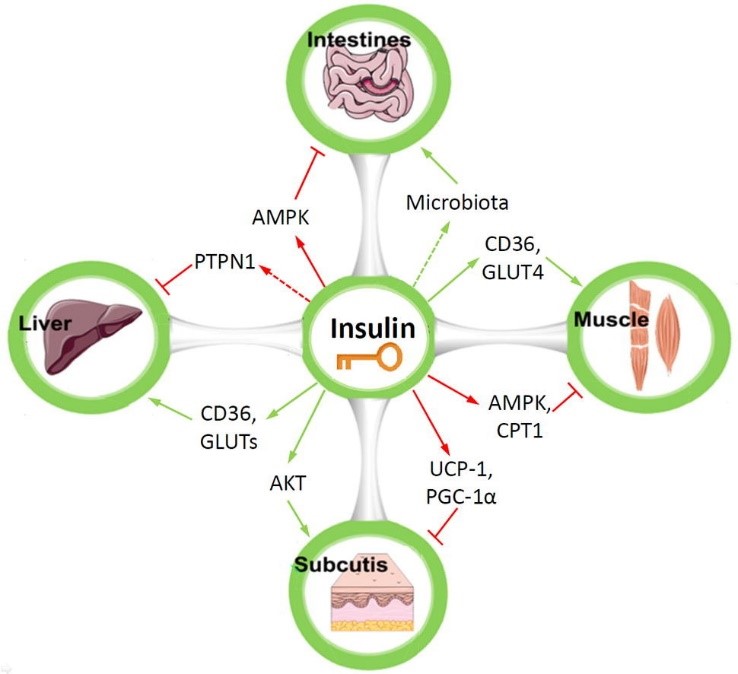 家畜营养与调控创新团队揭示胰岛素作用下脂肪代谢的组织特异性机制