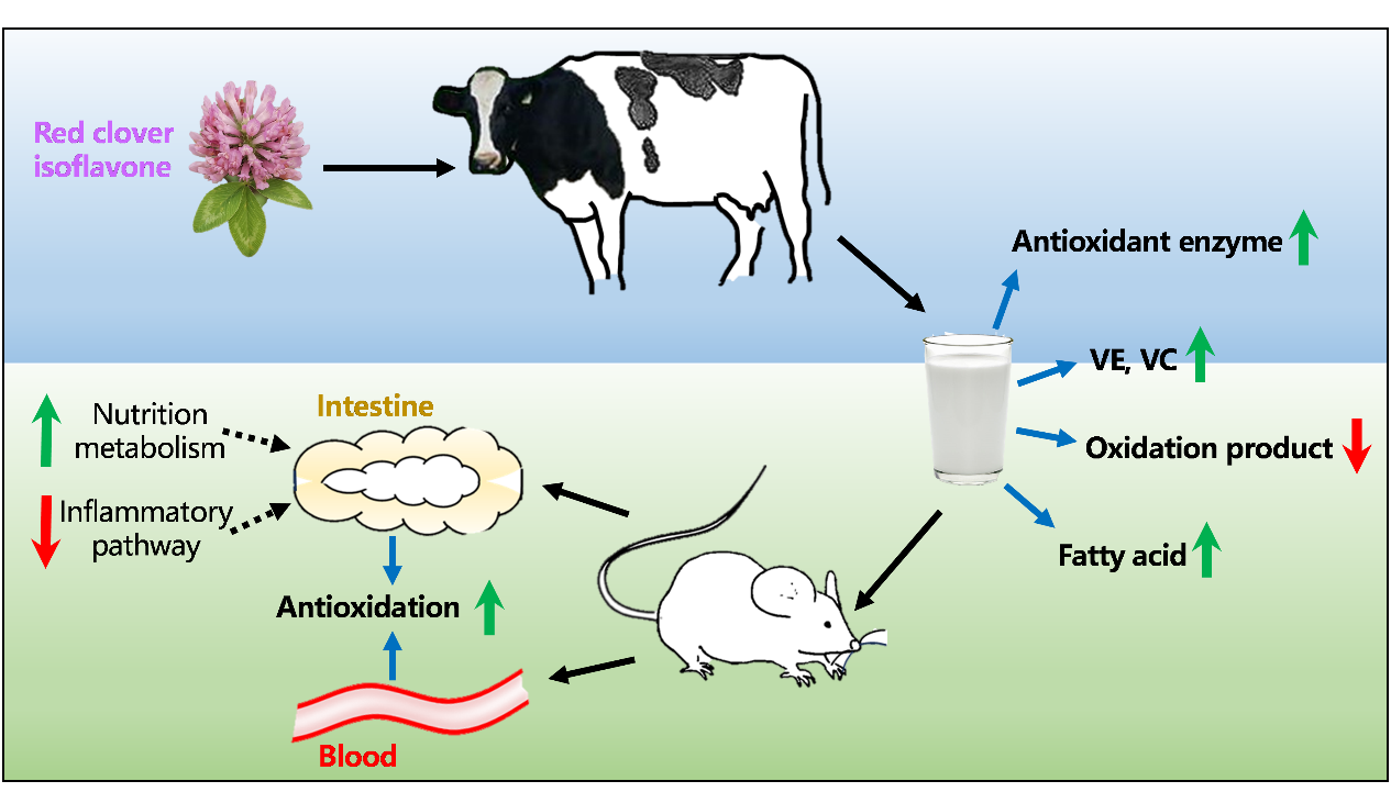 奶产品质量与风险评估团队发现红三叶草异黄酮可增强牛奶抗氧化能力