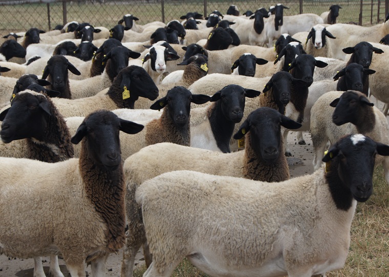 绵羊多羔分子检测及育种应用