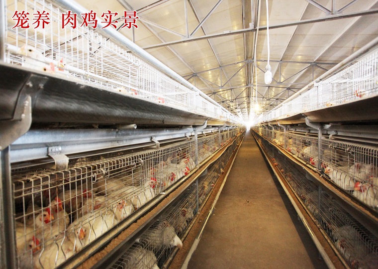肉鸡标准化规模化养殖综合技术