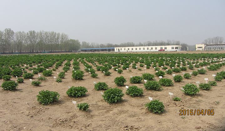 中国农业科学院牧草遗传改良与利用重点开放实验室