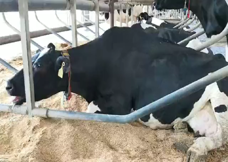 奶牛热应激缓解技术