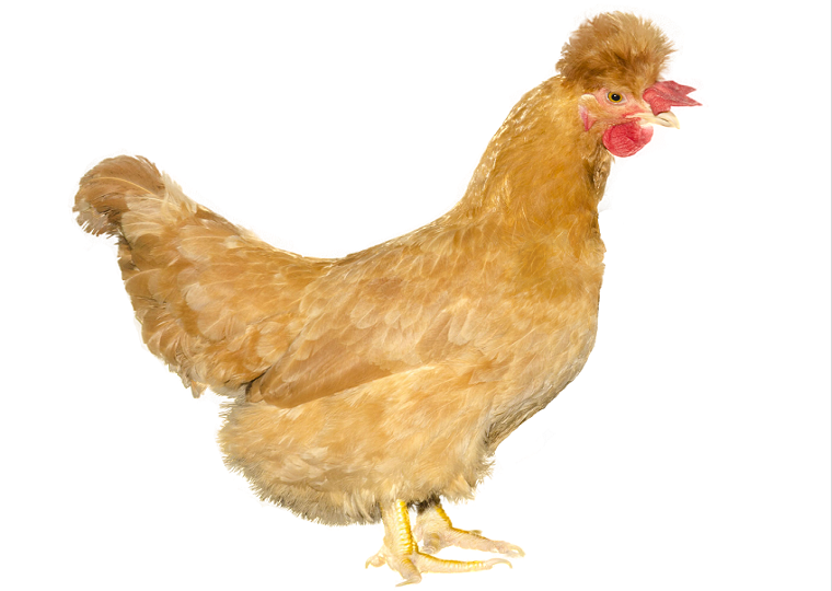 “栗园油鸡蛋鸡”配套系