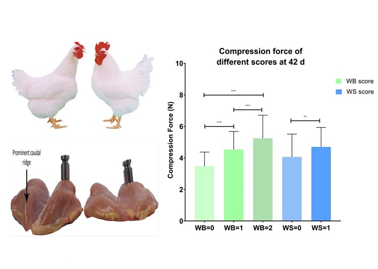 鸡遗传育种团队发现鸡肌肉木质化活体检测标志物