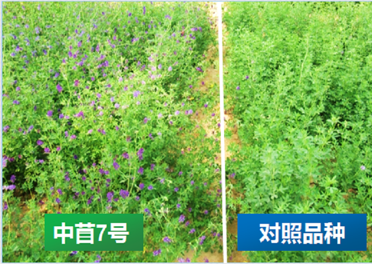 中苜7号紫花苜蓿―早熟高产苜蓿新品种