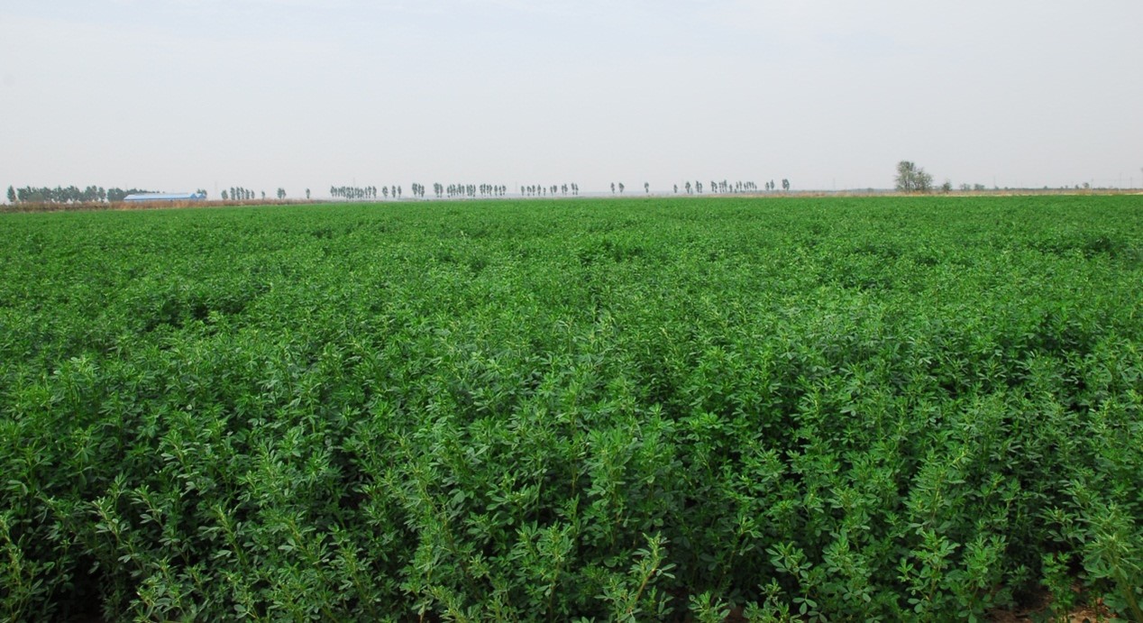 New salt-tolerant alfalfa variety Zhong Clover 3