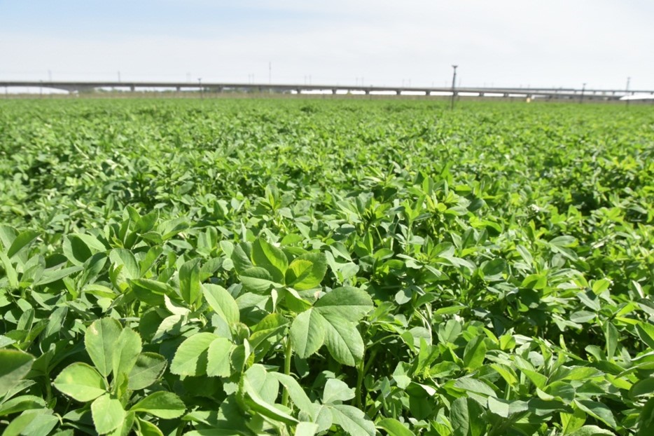 New high-yielding alfalfa variety Zhongclover 4