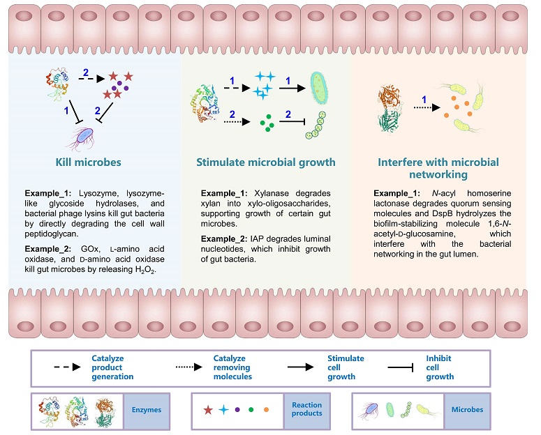 图  酶影响肠道微生物群的三种方式.jpg