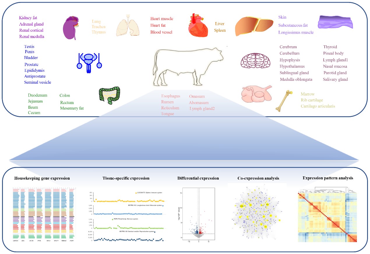 牛遗传育种团队成功构建肉牛高质量组织基因表达图谱