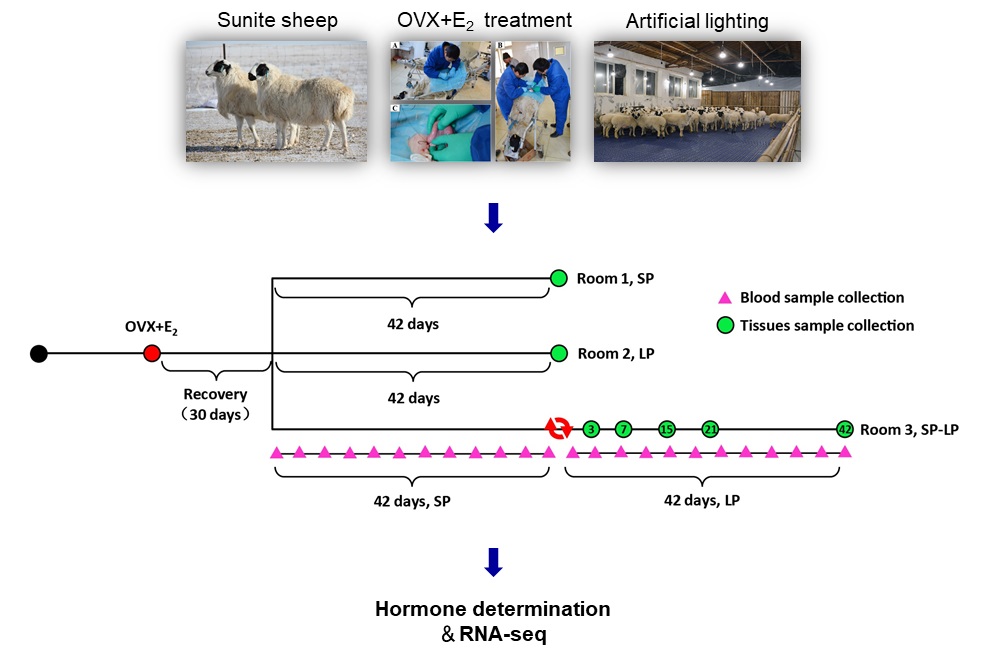 肉羊遗传育种团队揭示光周期对绵羊下丘脑的转录调控机制