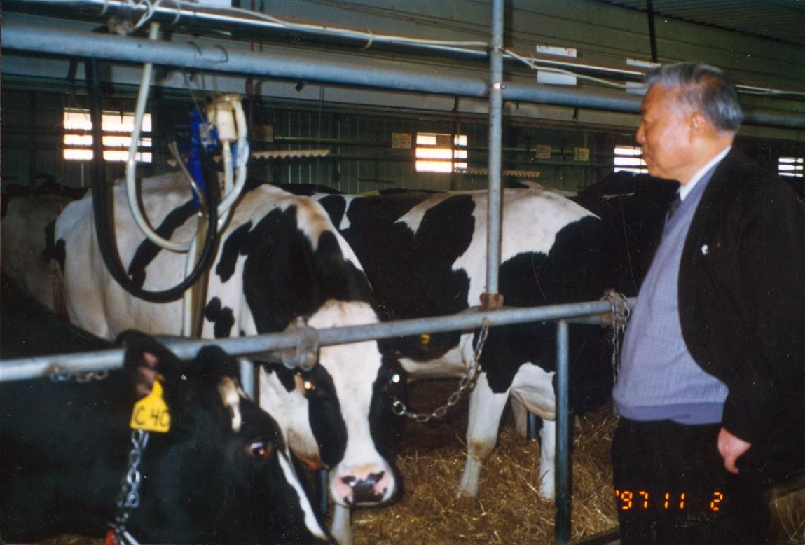 1997年，张子仪先生在奶牛厂