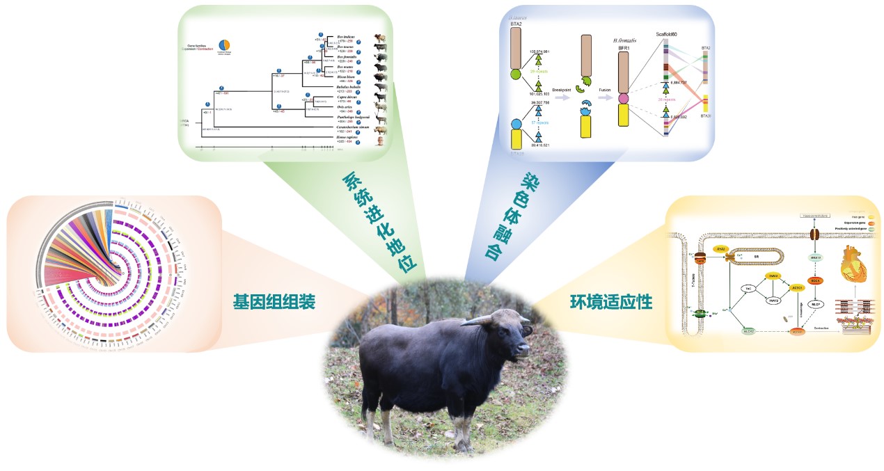 牛遗传育种团队发布独龙牛高质量基因组序列  助力我国地方牛种保种与开发利用