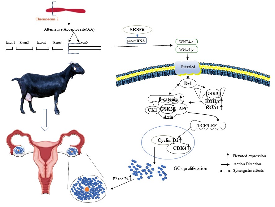 肉羊遗传育种团队揭示WNT4可变剪接对山羊颗粒细胞增殖的调控机制