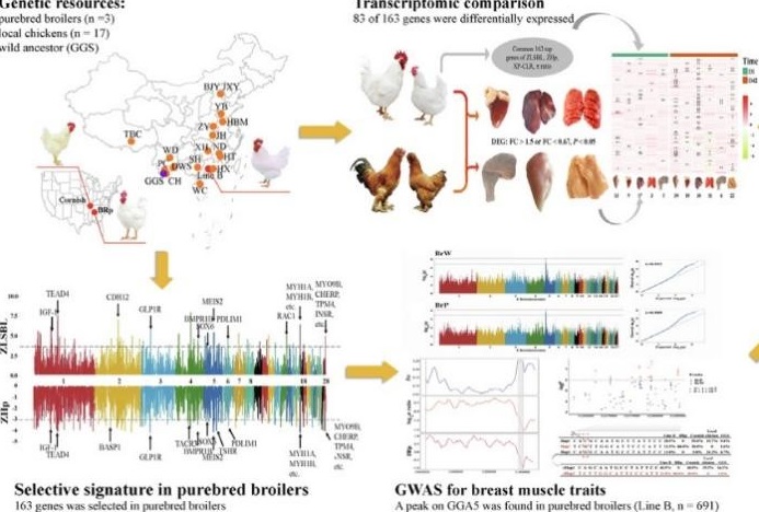 鸡遗传育种创新团队发现白羽肉鸡胸肌产量遗传调控新靶点