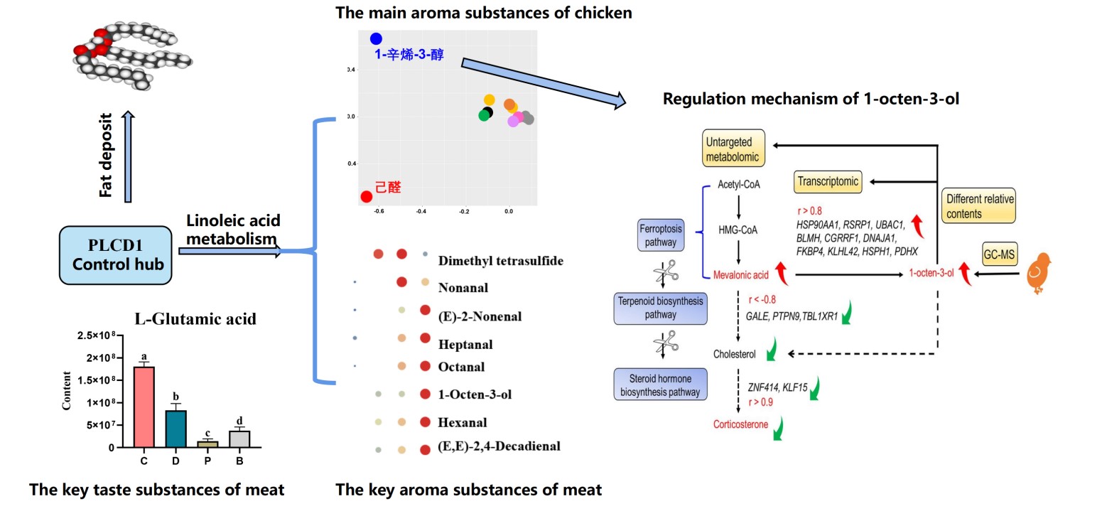 鸡遗传育种创新团队在鸡肉风味品质研究方面取得系列重要进展