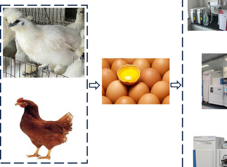 优质功能畜产品团队解析丝羽乌骨鸡与海兰褐鸡蛋黄间风味差异