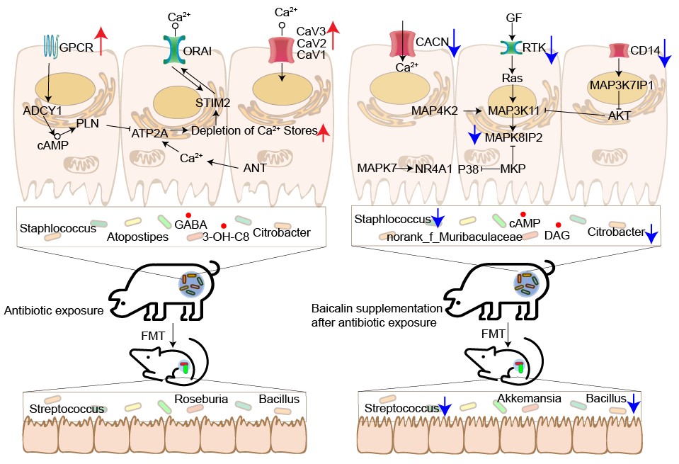 家畜营养与调控科技创新团队研究发现MAPK信号通路在黄芩苷缓解早期抗生素暴露所致肠道损伤中的作用