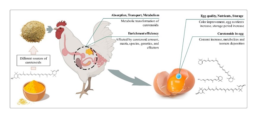 优质功能畜产品团队揭示叶黄素等类胡萝卜素在鸡蛋生产中的重要作用