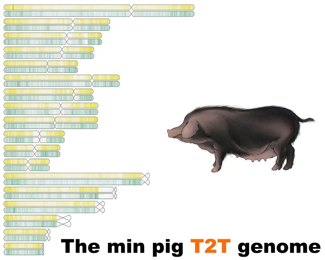 国际首例猪T2T全基因组组装成功