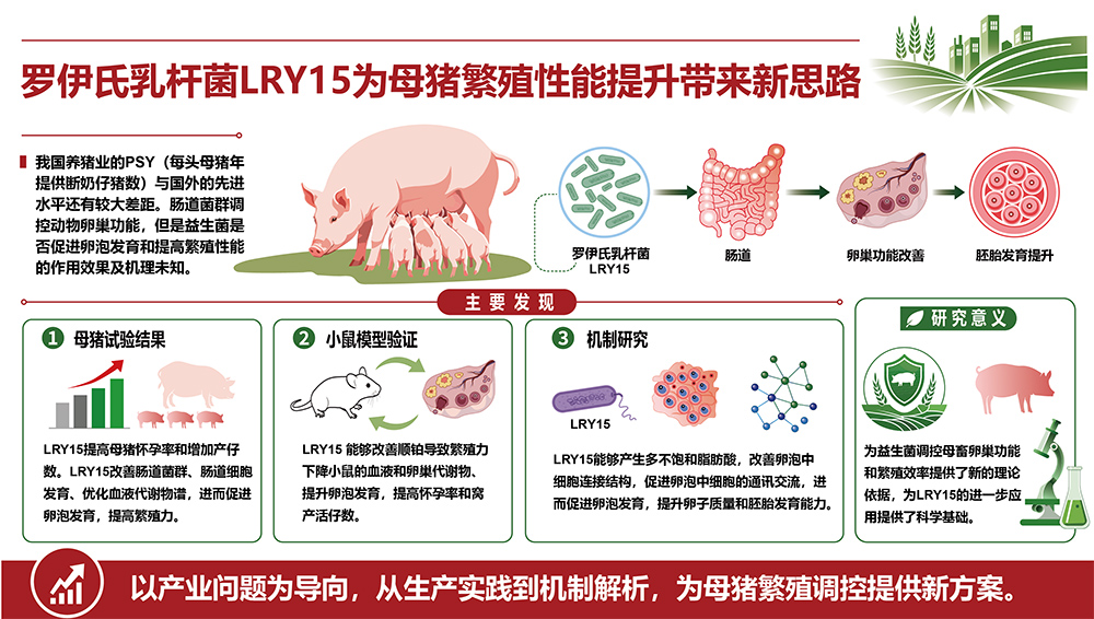罗伊氏乳杆菌LRY15为母猪繁殖提升带来新思路1.jpg
