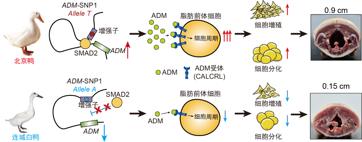水禽育种与营养团队找到鸭脂肪沉积的“关键开关”ADM基因.png