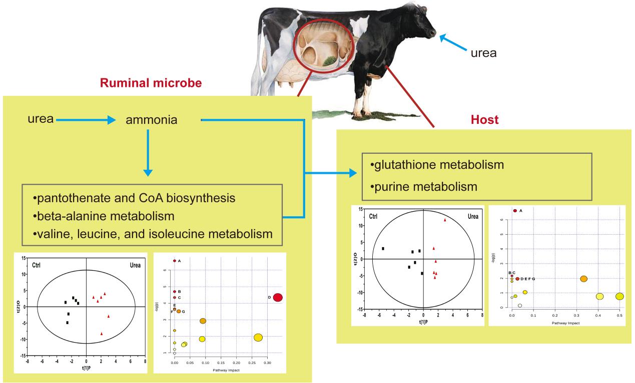 代谢组学揭示奶牛瘤胃微生物及机体尿素氮代谢通路
