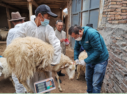 牧医所组织专家赴青海开展青藏高原藏羊资源调查