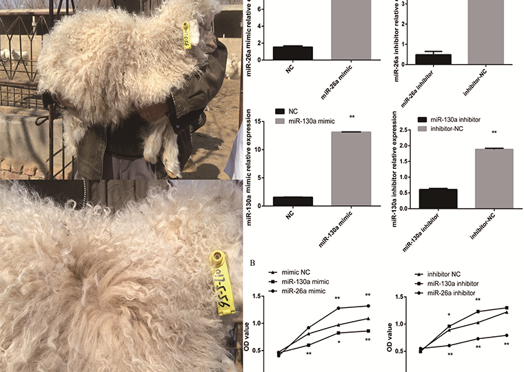 畜禽种质资源团队揭示中卫山羊裘皮被毛弯曲分子机制