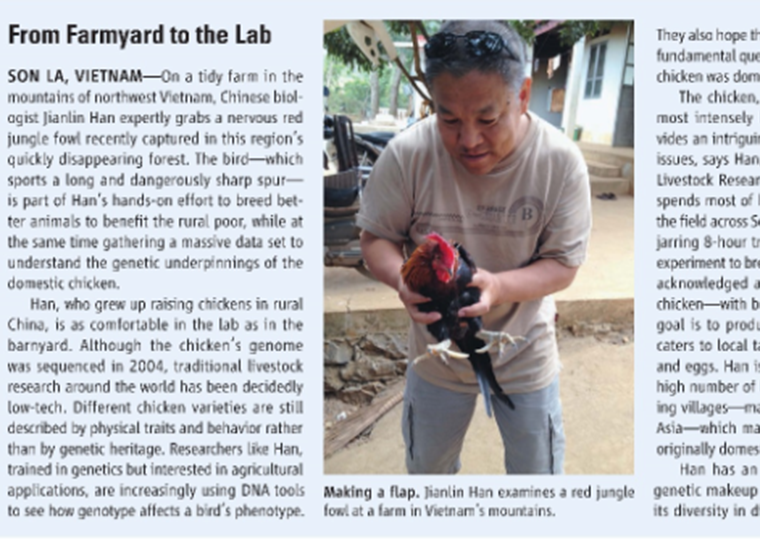 韩建林教授在家鸡起源和进化研究中取得重要进展 Cell Research重磅：原来第一只鸡是从这里来的！Science点评：“令人着迷”的发现！