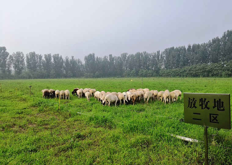 混播人工草地全草型集约化肉羊放牧育肥技术