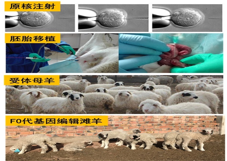 肉羊高繁殖力分子遗传标记筛选及应用
