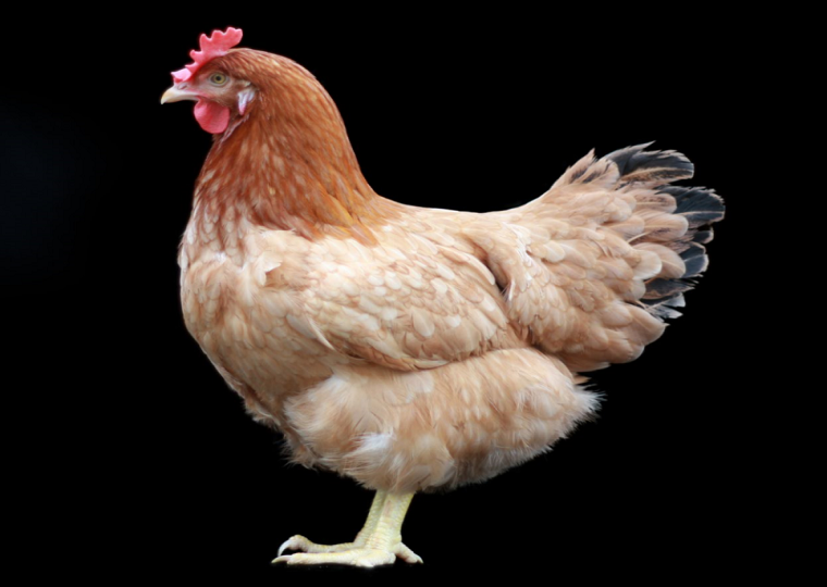 鸡胸肌重和胸肌率相关的SNP分子标记及其应用