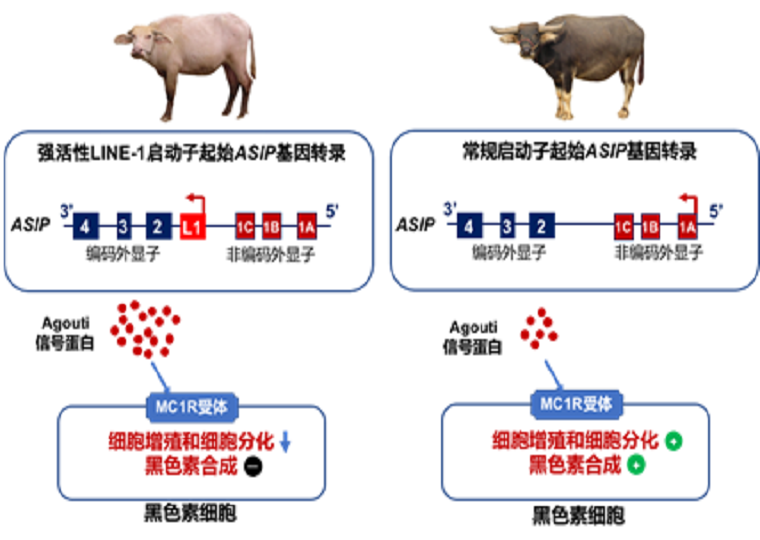 中国农业科学院-国际家畜研究所“畜禽牧草遗传资源联合实验室”揭示水牛白毛色性状形成的分子机制