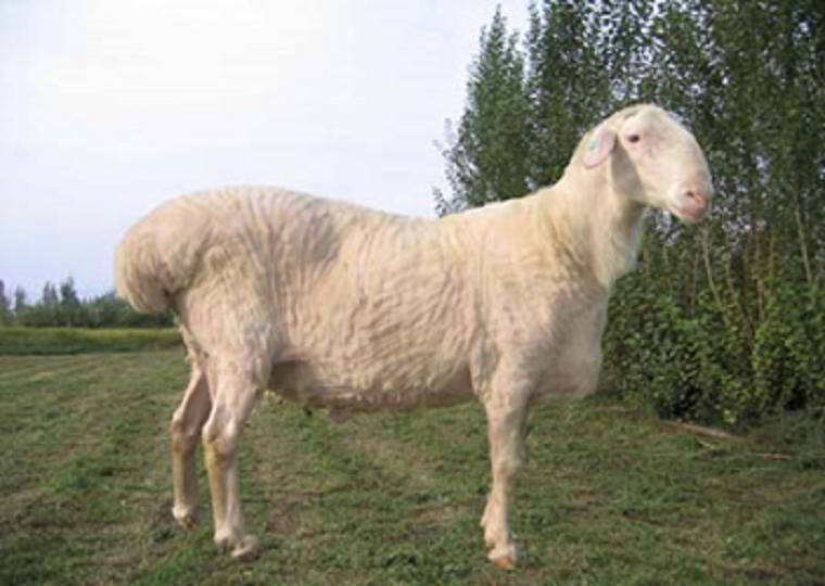 肉羊遗传育种创新团队研究发现湖羊产羔数存在近交衰退