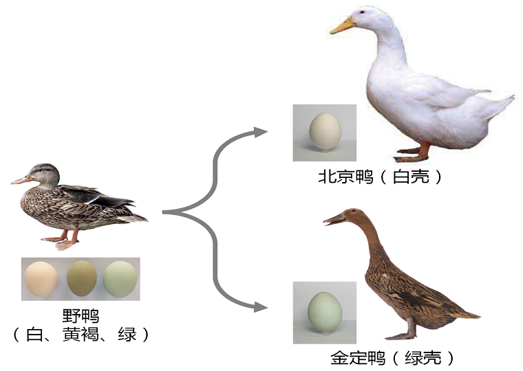水禽育种与营养团队研究揭示鸭绿壳蛋形成的分子机制