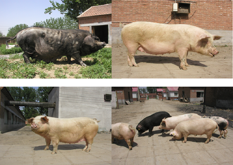 猪遗传育种创新团队联合揭示猪种形成基因组调控机制