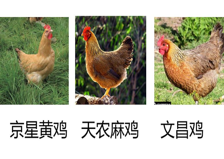 鸡遗传育种创新团队鉴定出中国地方优质鸡肉中主要香气成分
