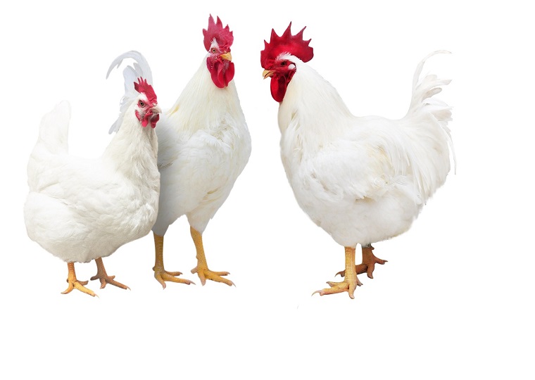 牧医所育成白羽肉鸡新品种 打破国外种源垄断
