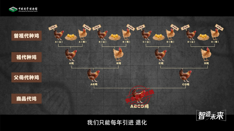 【智造未来】种源安全 吃鸡自由——白羽肉鸡自主育种