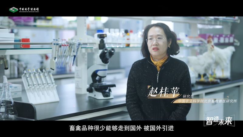 【智造未来】种源安全 吃鸡自由——白羽肉鸡自主育种