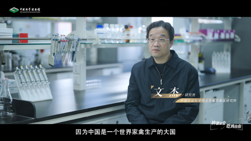 【智造未来】种源安全 吃鸡自由——白羽肉鸡自主育种