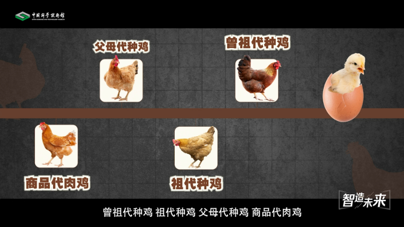 【智造未来】种源安全 吃鸡自由——白羽肉鸡自主育种