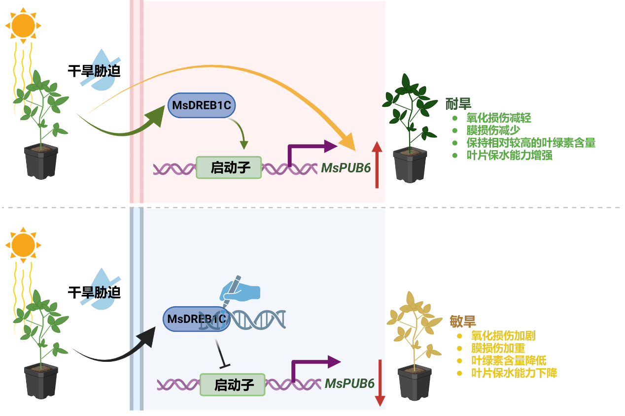 饲草育种与栽培创新团队揭示E3泛素连接酶MsPUB6调控紫花苜蓿抗旱性的分子机制.png